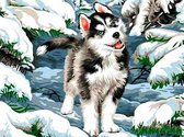 Diamond Painting - Mooie Husky (XL Afmeting, Canvas 47X37cm , Afbeelding 40X30cm) Diamant Schilderen Hobby - Pixelen Pixelpakket Diamond painting volwassenen, volledig pakket, full