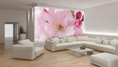 Flowers Blossoms Nature Pink Photo Wallcovering