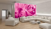 Photomural rose, revêtement mural