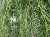 Treurwilg | Salix sepulcralis Chrysocoma | Stamomtrek: 4-6 cm in pot