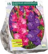 Gladiolus Bridesmaids, Mix per 15 | Snijbloem | Pluktuin | Gladiool | Pastel | Roze | Paars