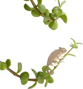 Plant Animals - Chameleon - Playful Creates For Your Plants!
