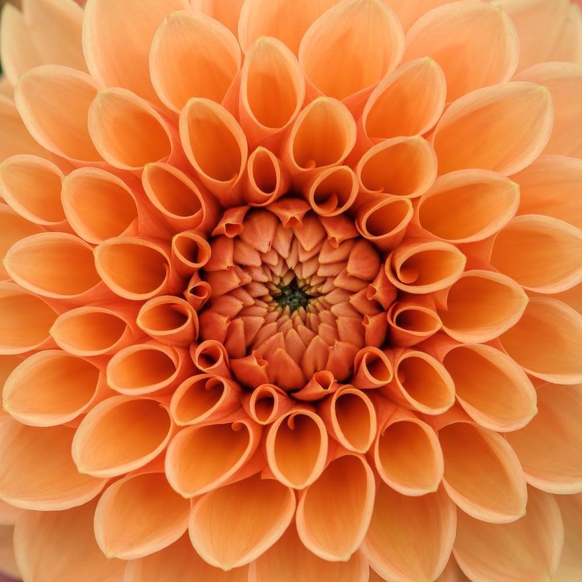 karo-art Schilderij - Oranje Dahlia, close up, premium print , Oranje , 3 maten , Wanddecoratie Multikleur