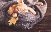 Ikado  Deurmat foto kitten in deken  50 x 80 cm