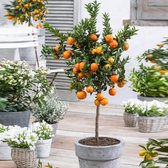 Citrus Reticulata - Mandarijnboom - ↑ 80-85cm - Ø 22cm