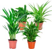 Mix van 4 luchtzuiverende kamerplanten | Areca - E