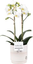 Orchidee van Botanicly – Vlinder orchidee in wit-mocassinkleurige keramische pot als set – Hoogte: 45 cm, 2 takken, witte bloemen – Phalaenopsis Snow Flake