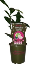 Limoenplant - Wodka Lime
