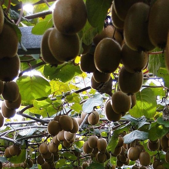 Kiwi 'Jenny' (Actinidia Deliciosa) Tweeslachtig kleinfruit