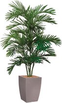 HTT - Kunstplant Areca palm in Genesis vierkant taupe H170 cm
