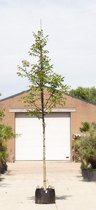 Gewone walnotenboom Juglans regia h 450 cm st. omtrek 16 cm st. hoo...