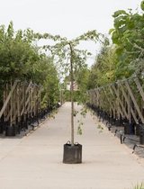Bomenbezorgd.nl - Boom - Groene treur sierappel -  Totaalhoogte 240-260 cm (10-14 cm stamomtrek) - ''Malus Red Jade''