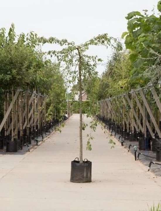 Bomenbezorgd.nl - Boom - Groene treur sierappel - stamhoogte 220 stamomtrek 10-14 cm totaalhoogte 240-260 cm - Malus Red Jade