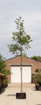 Bomenbezorgd.nl - Walnoot - Gewone walnotenboom -  500-700 cm totaalhoogte (20-25 cm stamomtrek) - ''Juglans regia''
