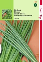 2 stuks Hortitops Bieslook Grove Allium Fistulosum