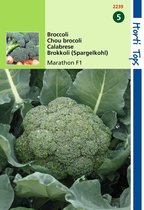 2 stuks Hortitops Broccoli Marathon V H Premium Crop F1