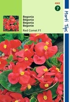 2 stuks - Hortitops - Begonia Semp. F1 Hybride Rode Komeet