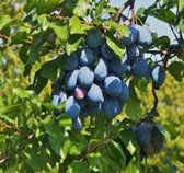 Prunus domestica 'Tophit' pruimenboom, 3 liter pot