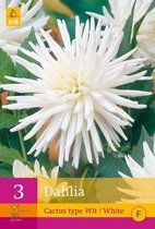 2 stuks 3 Dahlia Cactus Type Wit