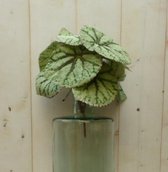 Kunstbegonia op steker 25 cm