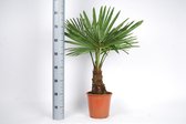Winterharde palmboom - Trachycarpus fortunei  100cm