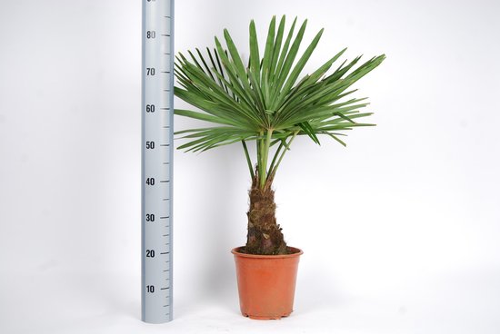 Winterharde palmboom - Trachycarpus fortunei 90cm