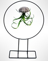 Fraaie staande ring met een Alfonso Jellyfish en een Tillandsia Curly Slim/Tillandsia/luchtplant/airplant/Bromelia/kamerplant/plant/kadotip/watgeefikcadeau/hangplant/woonidee/interieur/huisinrichting/moederdag/vaderdag/groeninhuis/valentijn/valentine