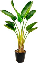 NatureNest - Paradijsvogelplant - Strelitzia Augusta - 1 Stuk - 140cm