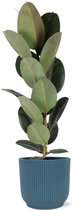 NatureNest - Rubberplant - Ficus Elastica Robusta - 1 Stuk - 90cm