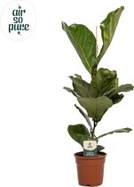 Plantenboetiek.nl | Ficus Lyrata - Ø 17cm - Hoogte 60cm