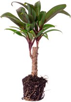 Mini-Palmier - Cordyline Fruticosa 'Purple Compacta' - Plante de Terrarium - Pot taille 6
