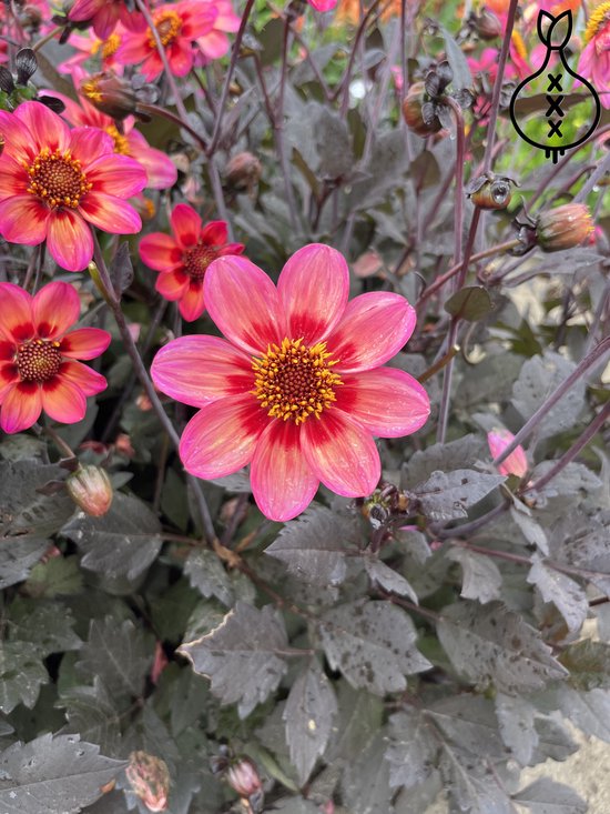3 knollen Dahlia 'Dahlegria Tricolore' bol