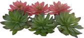 Terra Della - Terrariumplant - Reptielen - Echeveria 2 14x12,5x9,2cm Gemengde Kleuren - 1st