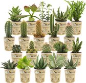 vdvelde.com - Mini cactussen en Succulenten - 20 Cactus en Vetplant Mix - Ø 6 cm - Hoogte 8-15 cm