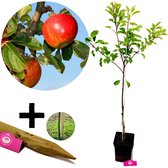 Malus domestica ‘Elstar’ Appelboom - Hoogte 120cm - met Plantensteun - 5 liter pot