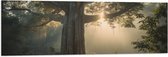 Vlag - Boom - Bos - Natuur - Zonlicht - Planten - 120x40 cm Foto op Polyester Vlag