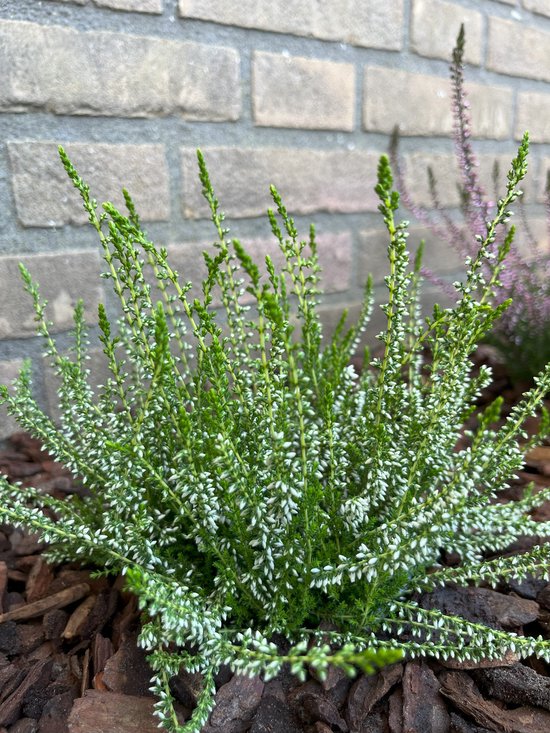 Foto: Zomerheide wit 10 stuks calluna vulgaris melanie p10 5 plant tuinplant heide