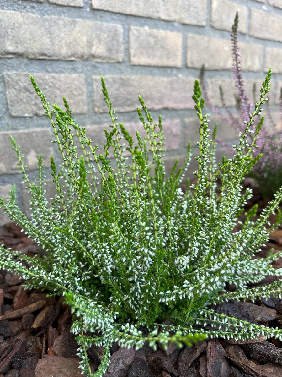 Zomerheide Wit - 10 Stuks - Calluna vulgaris 'Melanie' - P9.5 - Plant - Tuinplant - Heide
