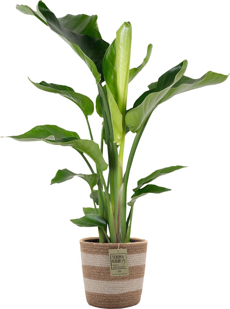 Bol.com Bloomique - Strelitzia Nicolai - Paradijsvogelplant - Paradijsvogelbloem - Kamerplanten - Luchtzuiverend - Gemakkelijk i... aanbieding