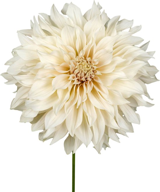 8 x Dahlia Knollen 'Cafe Au Lait' | Bloembollen zomerbloeiers | Nederlands gekweekt | Kleurrijke Dahliabollen - The Bulb Farmers
