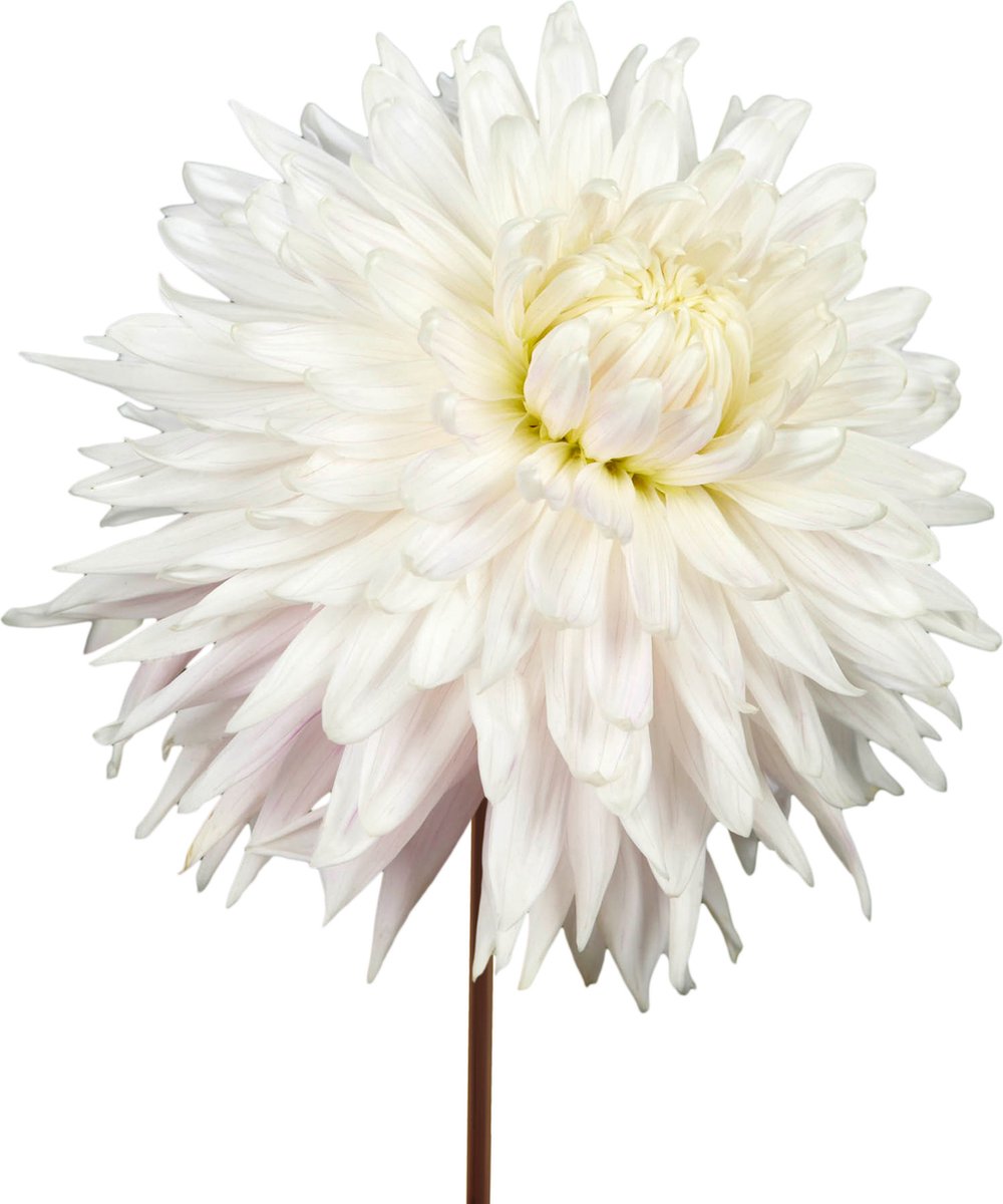 8 x Dahlia Knollen 'Kiev' | Bloembollen zomerbloeiers | Nederlands gekweekt | Kleurrijke Dahliabollen - The Bulb Farmers