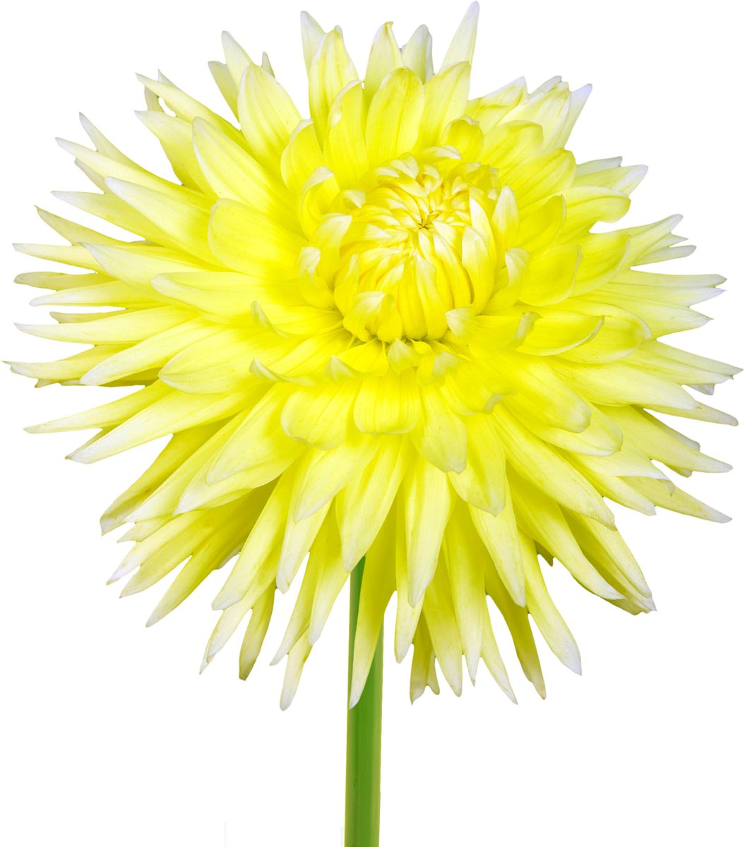 8 x Dahlia Knollen 'Bilbao' | Bloembollen zomerbloeiers | Nederlands gekweekt | Kleurrijke Dahliabollen - The Bulb Farmers