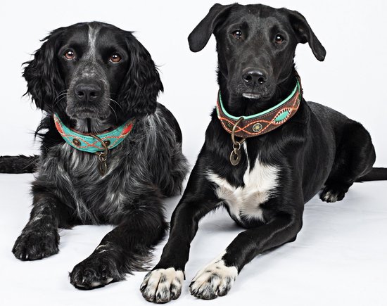DWAM Dog with a Mission Halsband hond – Hondenhalsband – Bruin – S – Leer – Halsomvang tussen 27-33 x 2 cm– Joplin - DWAM Dog with a Mission