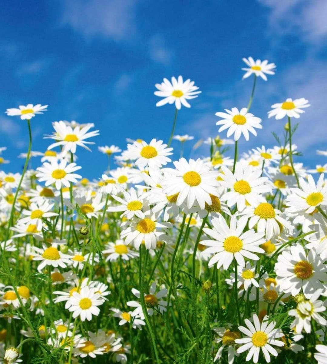 Fotobehang - Daisies 225x250cm - Vliesbehang