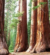 Fotobehang - Sequoia 225x250cm - Vliesbehang