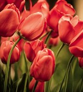 Fotobehang - Red Tulips 225x250cm - Vliesbehang