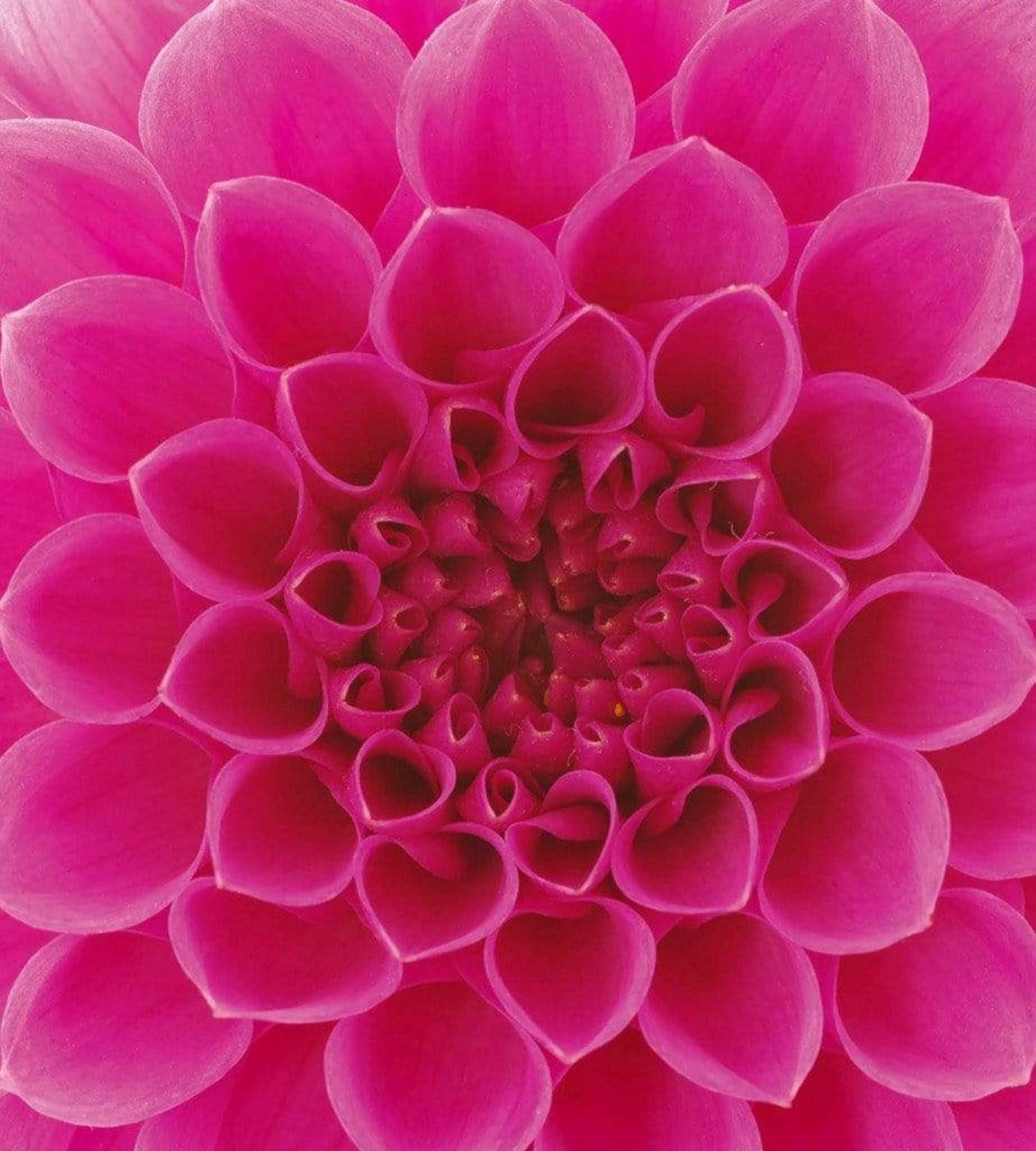 Fotobehang - Pink Dahlia 225x250cm - Vliesbehang