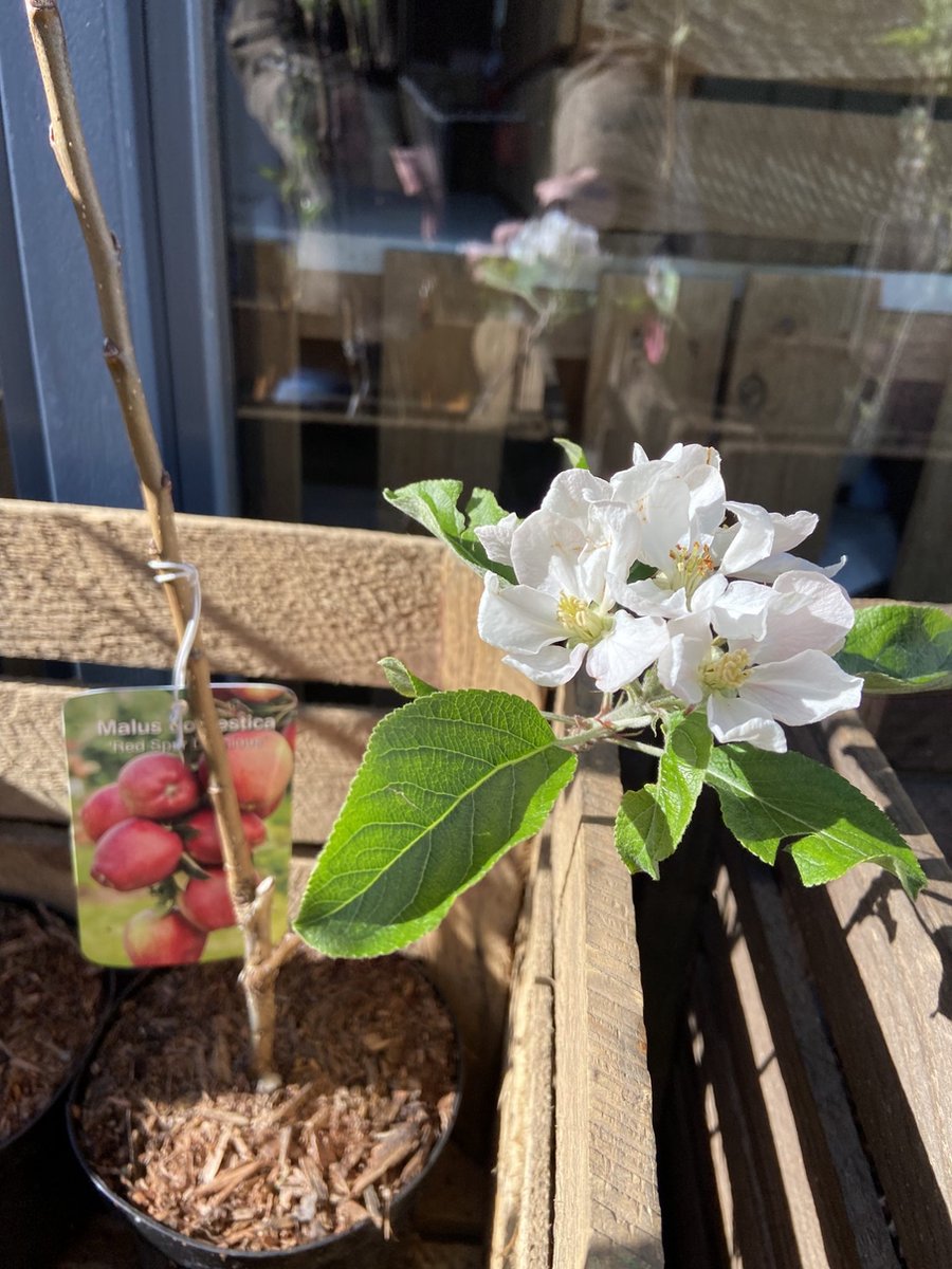 APPELTUINTJE | LiefsLabel | Cadeaupakket | Cadeau | Bruiloft | Verjaardag | Pensioen | Juf / Meester | Duurzaam | Tuin | Moestuin | Appelboom | Groen | Geschenk | Origineel Kerstpakket – foto 5