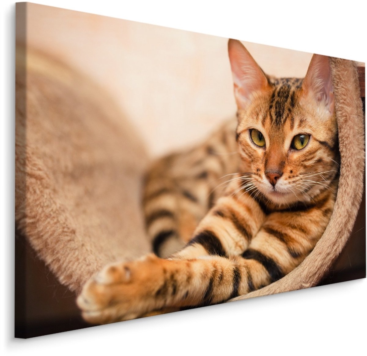 karo-art Schilderij - Bengaalse Kat, Premium Print, 5 maten Multikleur