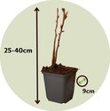 Een jonge framboosplant in pot, 25-40cm hoog, potmaat 9cm.